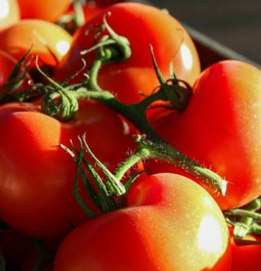 Tomate Carmem